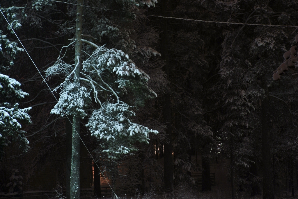Game of lights in Oulu forest